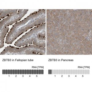 Anti-ZBTB3 antibody produced in rabbit 