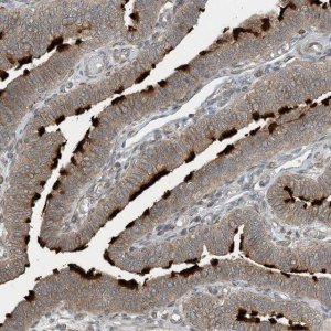 Anti-ZBTB3 antibody produced in rabbit 