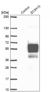 Anti-ZC3H10 antibody produced in rabbit 