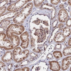 Anti-ZC3H10 antibody produced in rabbit 