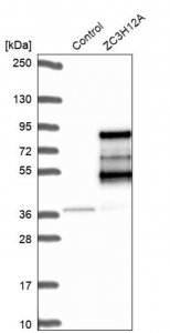 Anti-ZC3H12A antibody produced in rabbit 