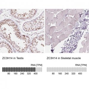Anti-ZC3H14 antibody produced in rabbit 