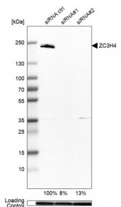 Anti-ZC3H4 antibody produced in rabbit 