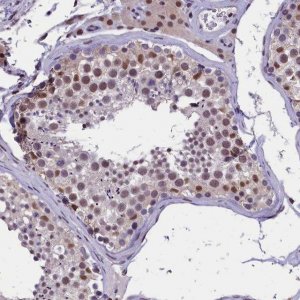 Anti-ZC3H4 antibody produced in rabbit 