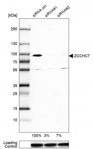 Anti-ZCCHC7 antibody produced in rabbit 