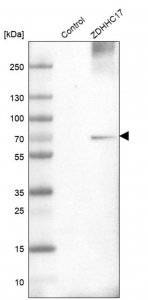 Anti-ZDHHC17 antibody produced in rabbit 