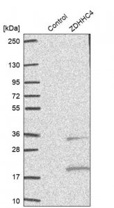 Anti-ZDHHC4 antibody produced in rabbit 
