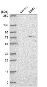 Anti-ZER1 antibody produced in rabbit 