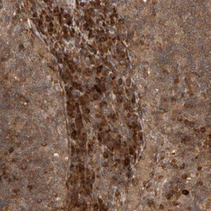Anti-ZFAND1 antibody produced in rabbit 