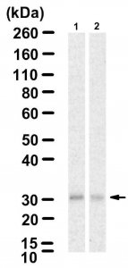 Anti-ZFAND1 Antibody, clone 4K16 ZooMAb Rabbit Monoclonal 