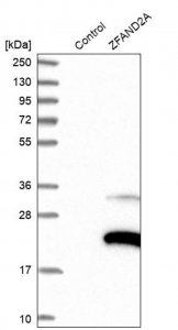 Anti-ZFAND2A antibody produced in rabbit 