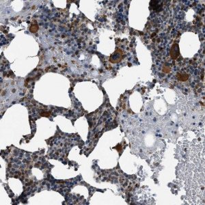 Anti-ZFAND2A antibody produced in rabbit 