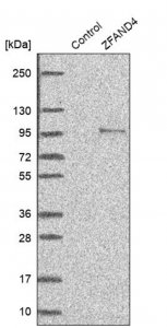 Anti-ZFAND4 antibody produced in rabbit 