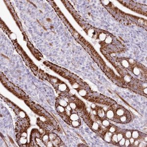 Anti-ZFAND4 antibody produced in rabbit 