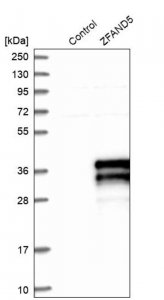 Anti-ZFAND5 antibody produced in rabbit 