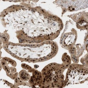 Anti-ZFAND5 antibody produced in rabbit 