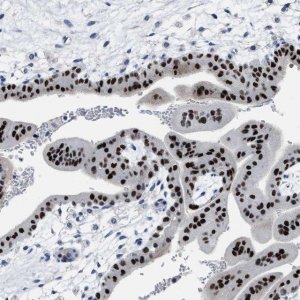 Anti-ZFAT antibody produced in rabbit 