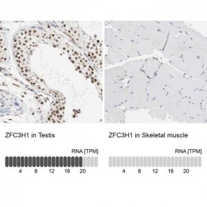 Anti-ZFC3H1 antibody produced in rabbit 