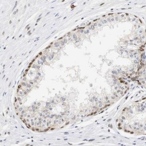 Anti-ZFC3H1 antibody produced in rabbit 
