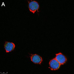 Anti-Zfp64 Antibody, clone 3B22 ZooMAb Rabbit Monoclonal 