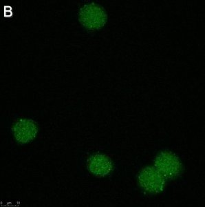 Anti-Zfp64 Antibody, clone 3B22 ZooMAb Rabbit Monoclonal 
