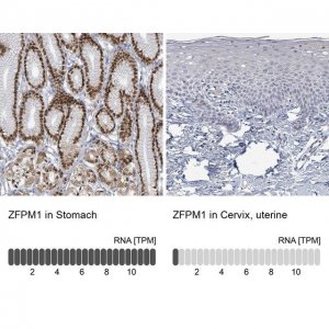 Anti-ZFPM1 antibody produced in rabbit 