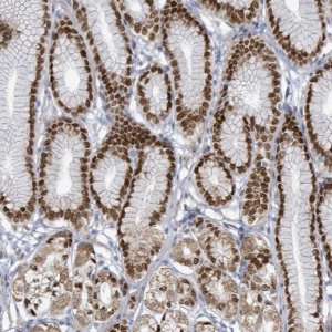 Anti-ZFPM1 antibody produced in rabbit 