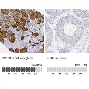 Anti-ZG16B antibody produced in rabbit 