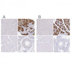Anti-ZG16B antibody produced in rabbit 