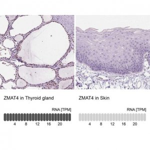 Anti-ZMAT4 antibody produced in rabbit 