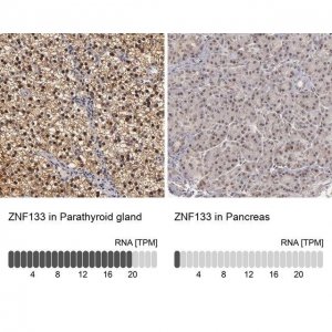 Anti-ZNF133 antibody produced in rabbit 