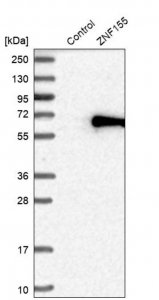 Anti-ZNF155 antibody produced in rabbit 
