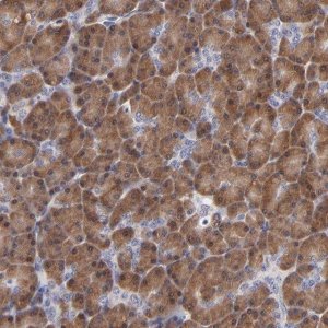 Anti-ZNF155 antibody produced in rabbit 