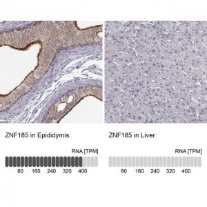 Anti-ZNF185 antibody produced in rabbit 