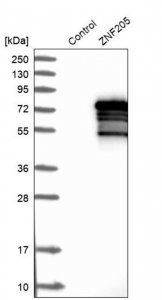 Anti-ZNF205 antibody produced in rabbit HPA001791-100UL
