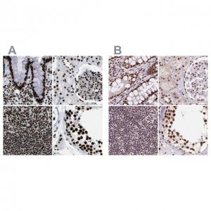 Anti-ZNF207 antibody produced in rabbit 