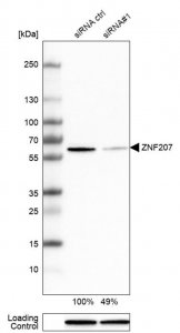 Anti-ZNF207 antibody produced in rabbit 