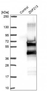 Anti-ZNF213 antibody produced in rabbit 