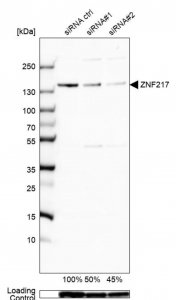 Anti-ZNF217 antibody produced in rabbit 