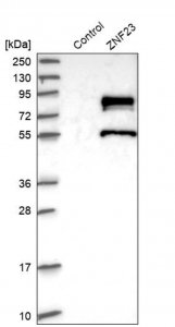 Anti-ZNF23 antibody produced in rabbit 