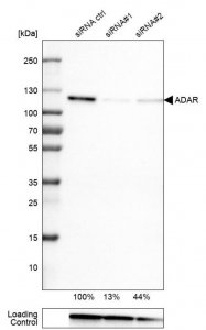 Monoclonal Anti-ADAR antibody produced in mouse 