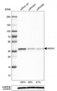 Monoclonal Anti-ANXA1 antibody produced in mouse 