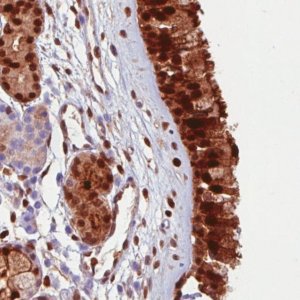 Monoclonal Anti-ANXA1 antibody produced in mouse 