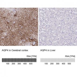 Monoclonal Anti-AQP4 antibody produced in mouse 