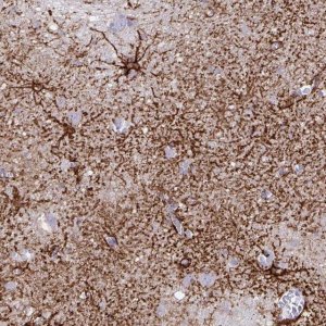 Monoclonal Anti-AQP4 antibody produced in mouse 