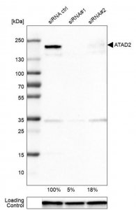Monoclonal Anti-ATAD2 antibody produced in mouse 