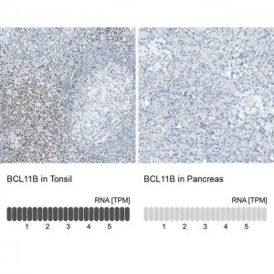 Monoclonal Anti-BCL11B antibody produced in mouse 