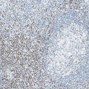 Monoclonal Anti-BCL11B antibody produced in mouse 