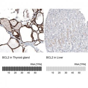 Monoclonal Anti-BCL2 antibody produced in mouse AMAB91492-100UL
