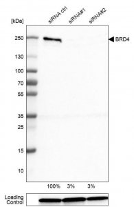 Monoclonal Anti-BRD4 antibody produced in mouse 